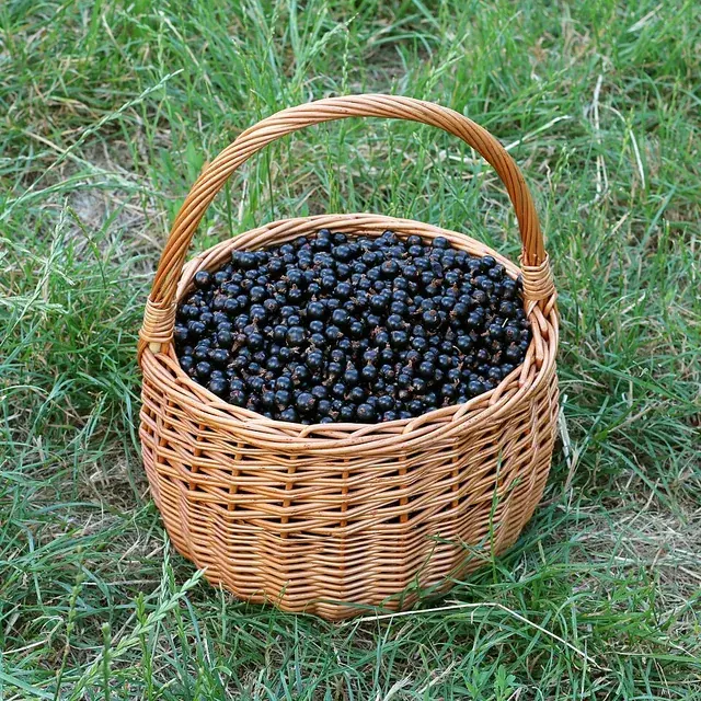 Juodieji serbentai